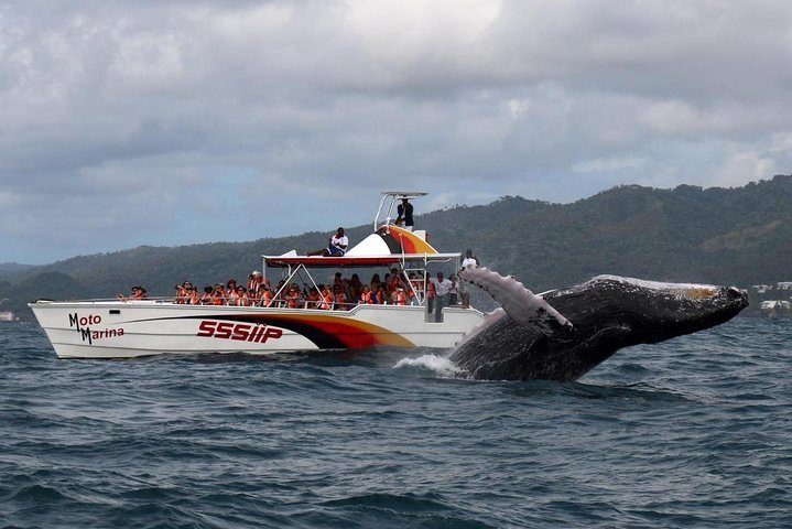 Whale watch tour from Santo Domingo with Bacardi Island and lunch included - Photo 1 of 5